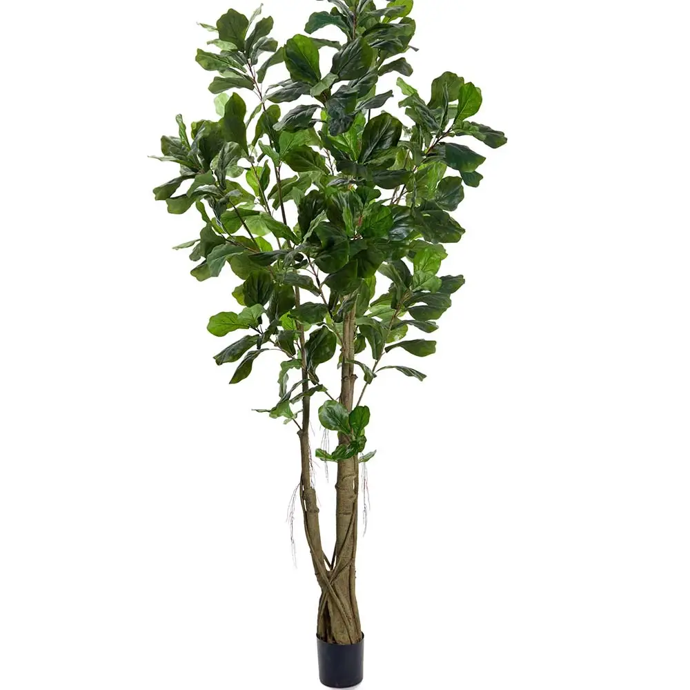 Mr Plant, Fiolfiken 270 cm