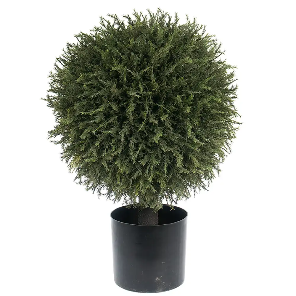 Mr Plant, Gran Tre 55 cm