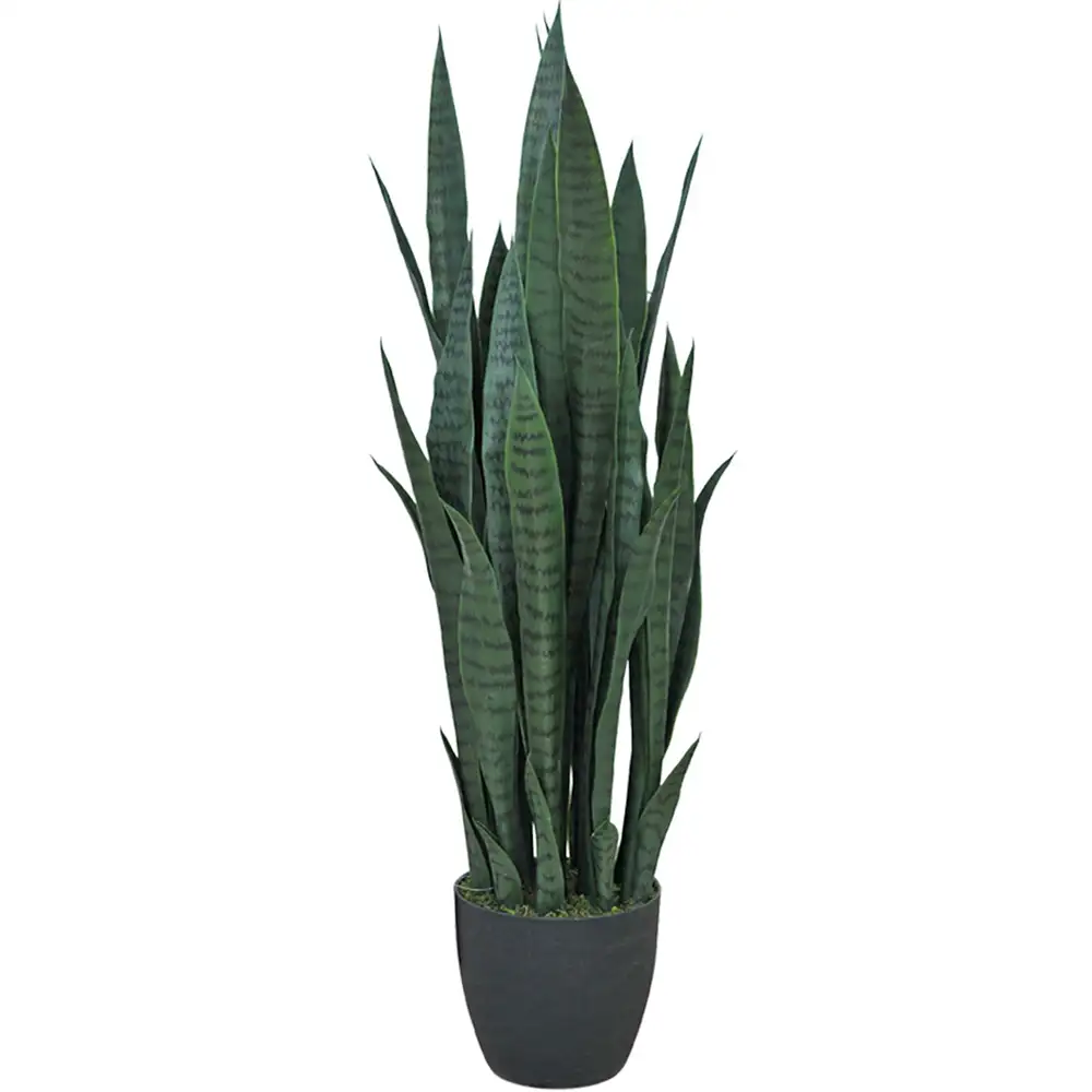 Mr Plant, Sansevieria Potteplante 100 cm