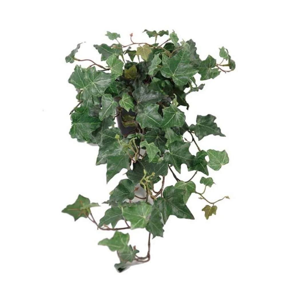 Mr Plant, Eføy Grønn