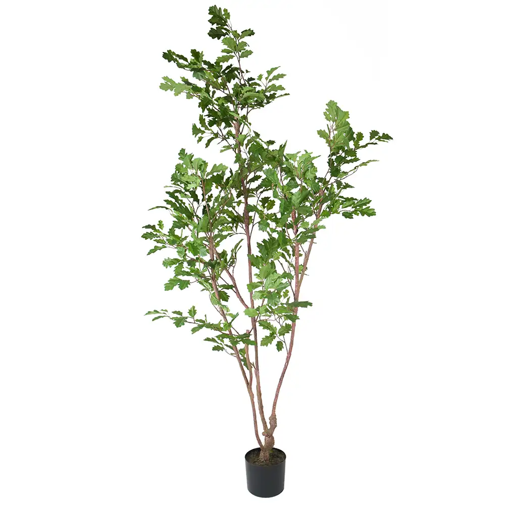 Mr Plant, Eiketre 170 cm