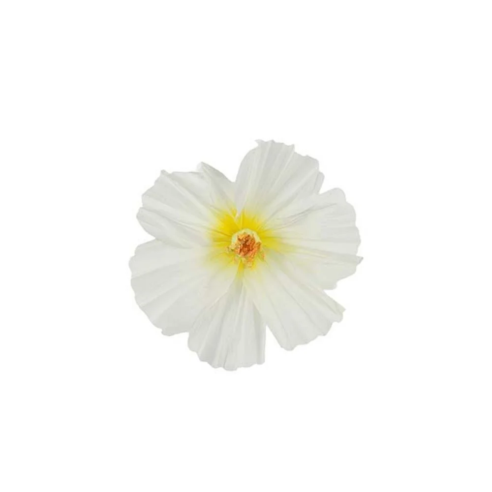 Mr Plant, Blomst Lykke vegg White