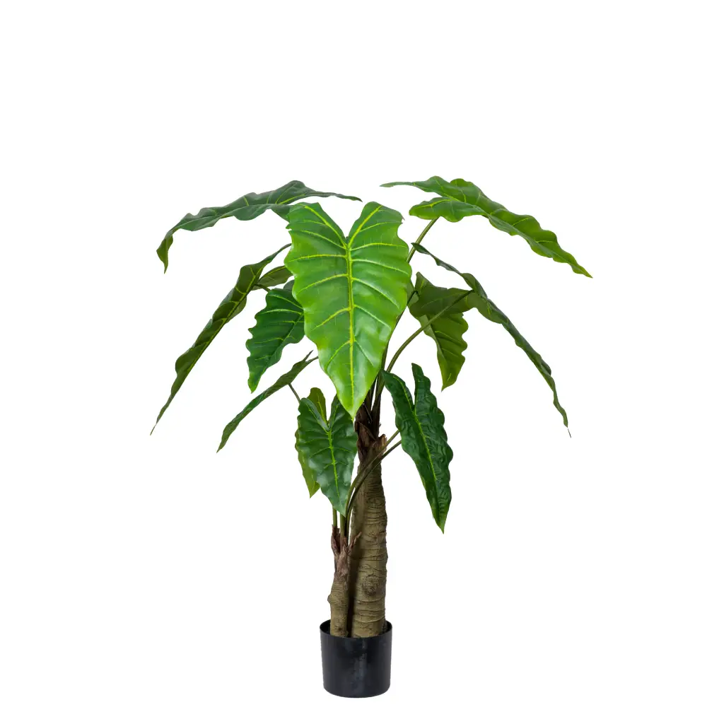 Mr Plant, Alocasia-tre 120 cm