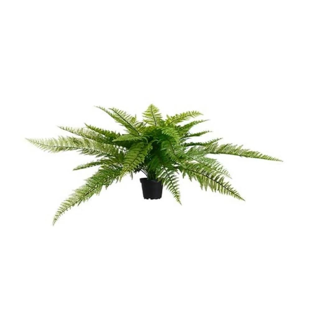 Mr Plant, Bregne Grønn 35 cm
