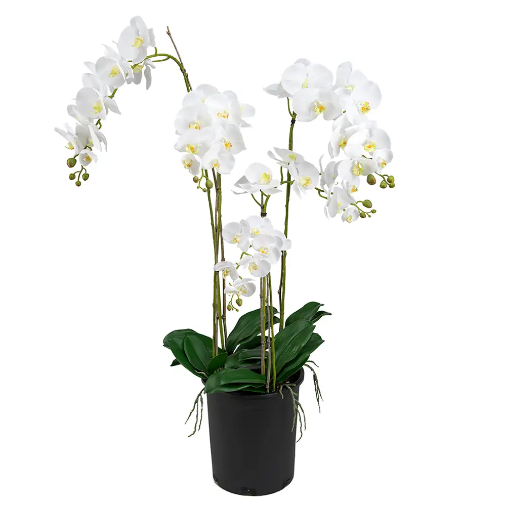 Mr Plant, Phalaenopsis Orkide 130 cm Hvit