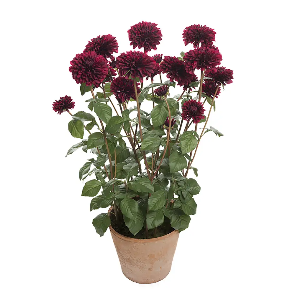 Mr Plant, Dahlia Potteplante 100 cm Rød