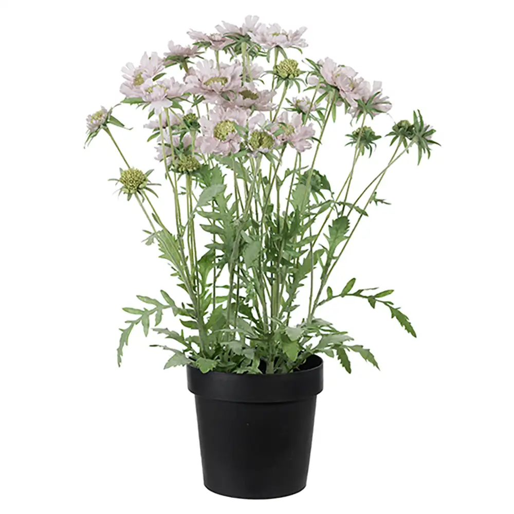 Mr Plant, Skabiosa Potteplante 70 cm Rosa