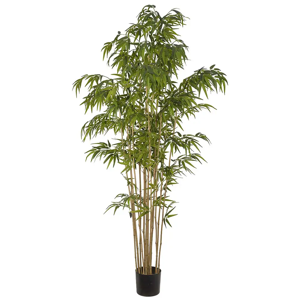 Mr Plant, Bambus 210 cm