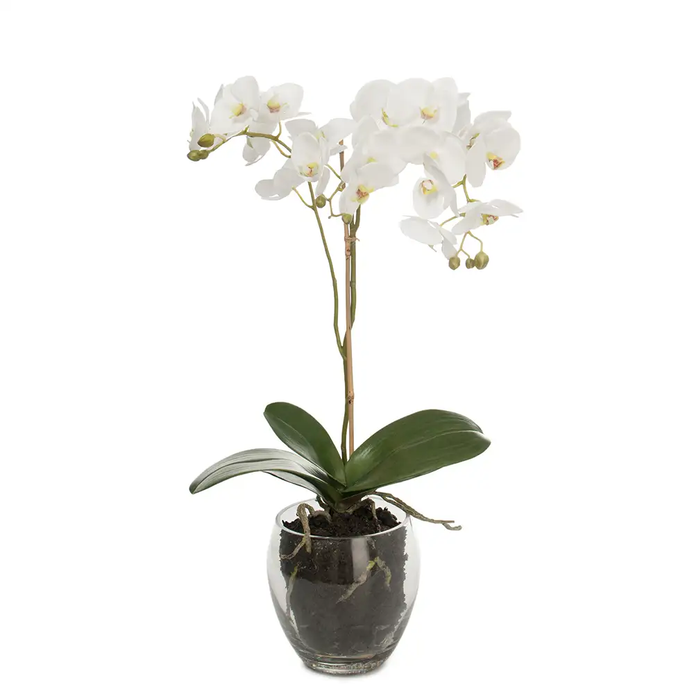 Mr Plant, Phalaenopsis Orkide 65 cm Hvit