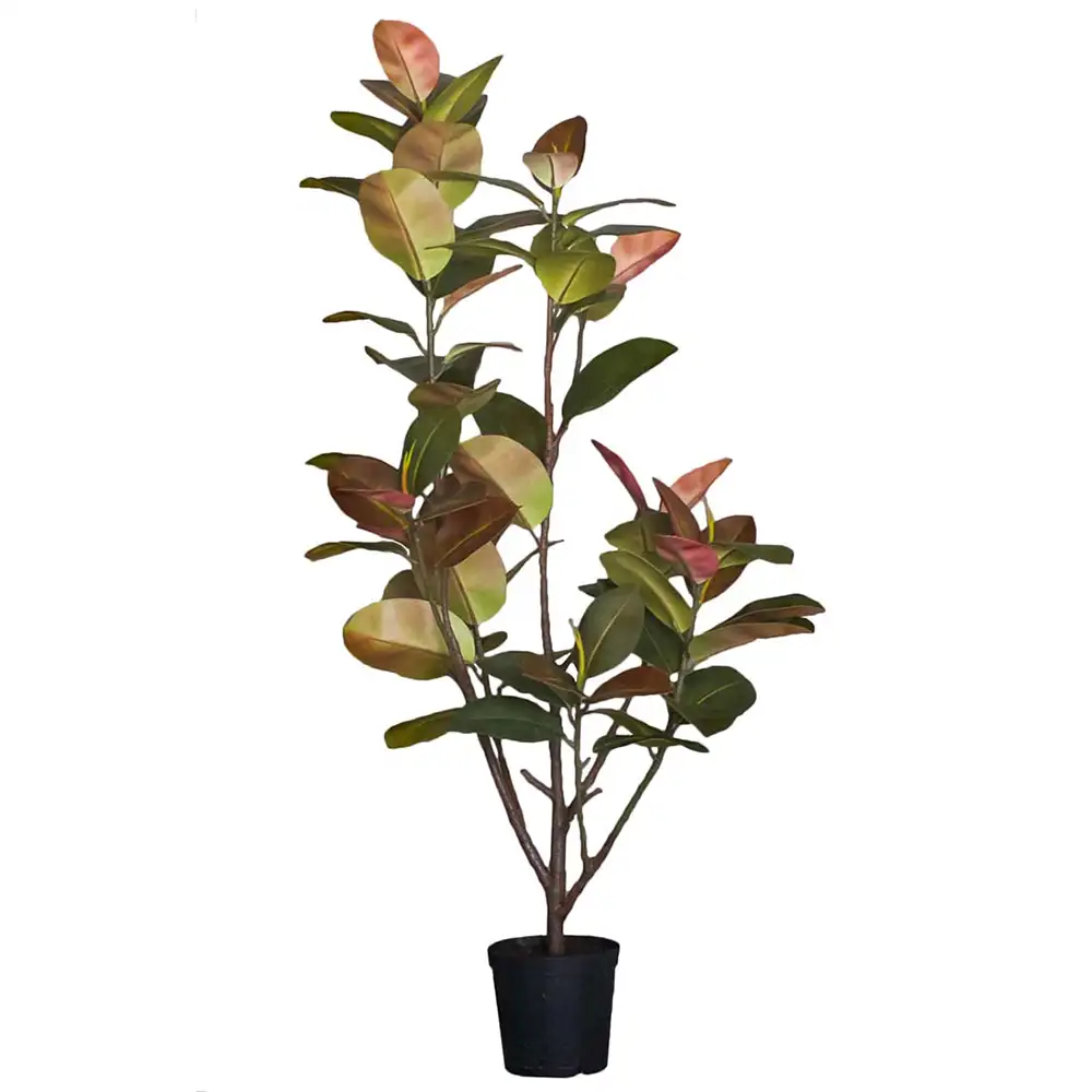 Mr Plant, Figen Elastica 180 cm