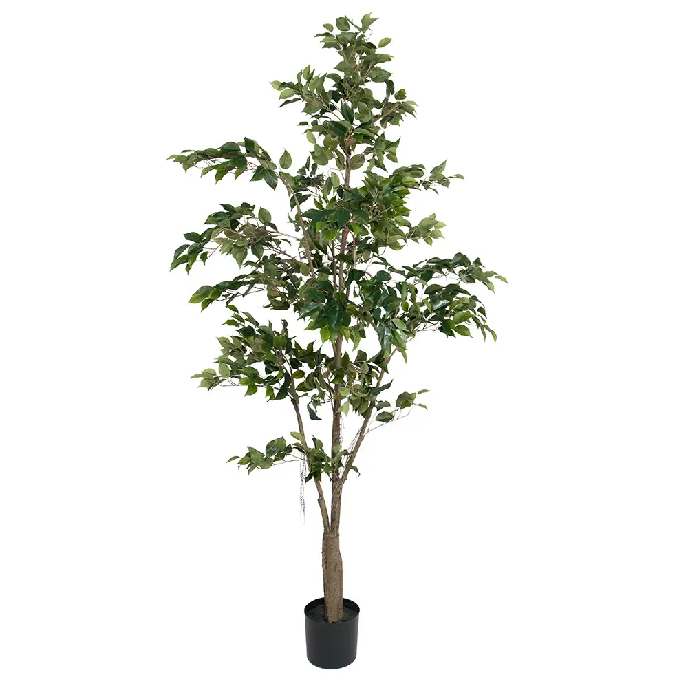 Mr Plant, Benjaminfiken 210 cm