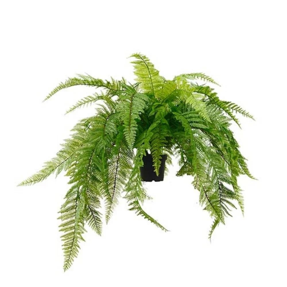 Mr Plant, Bregne Grønn 45 cm
